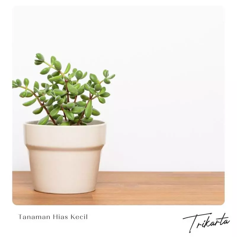 7. Tanaman Hias Kecil