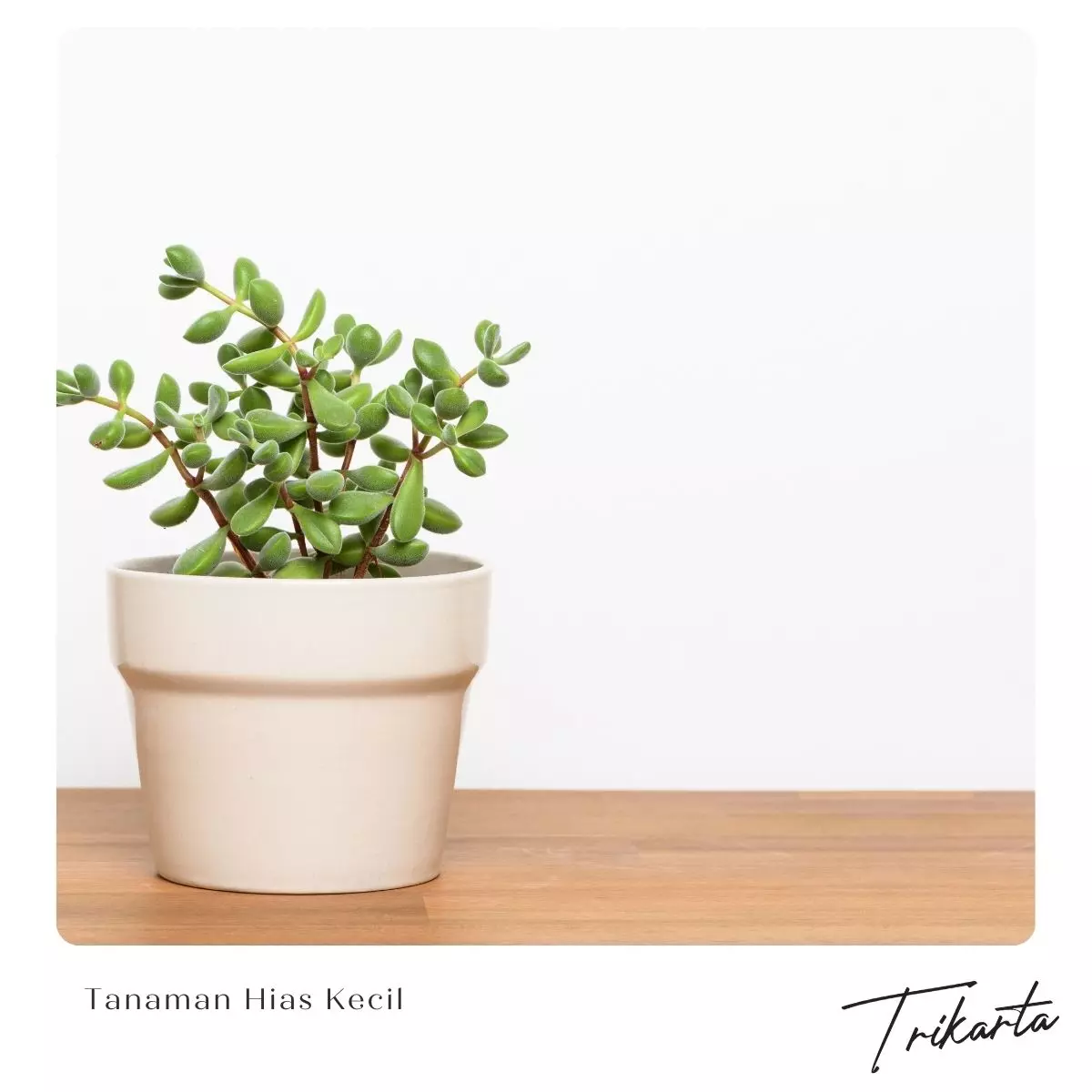 7. Tanaman Hias Kecil